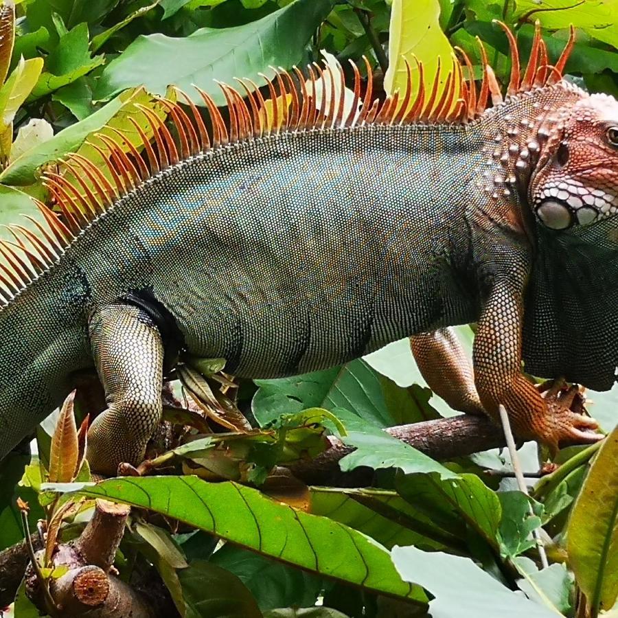 Hotel Belvedere Playa Samara Costa Rica Eksteriør bilde