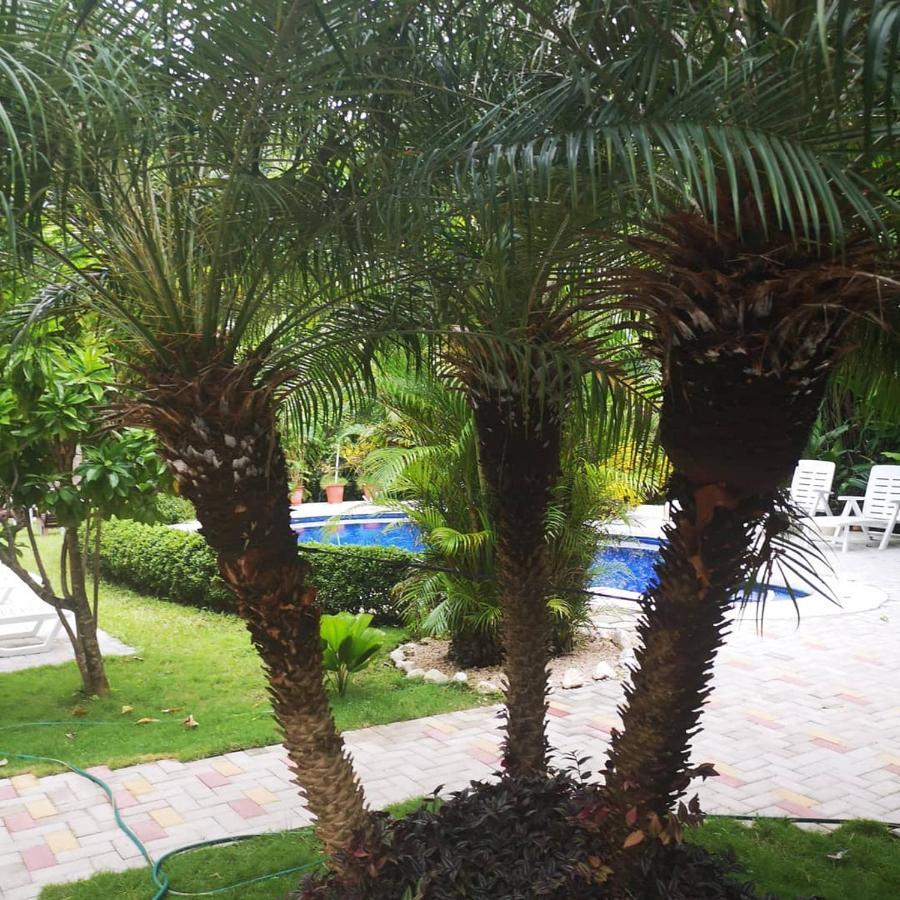 Hotel Belvedere Playa Samara Costa Rica Eksteriør bilde